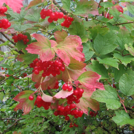 Dwarf American Cranberry Bush - MN Native Shrub